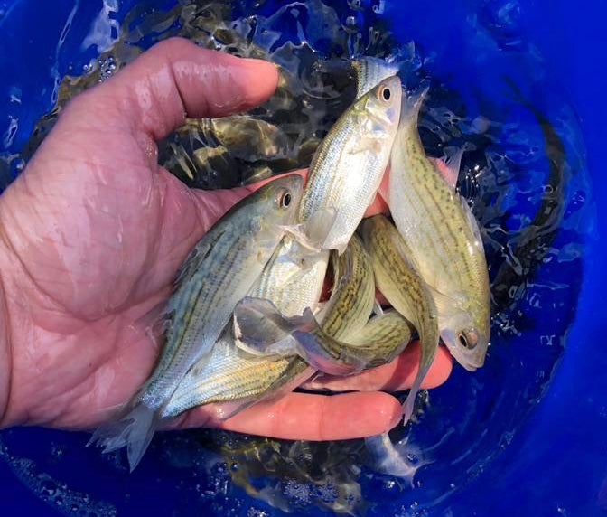 3-5" Hybrid Striped Bass