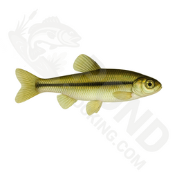 Bulk Fathead Minnows