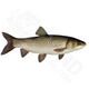 Bulk Triploid Grass Carp