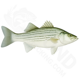 Bulk Hybrid Striped Bass Fingerlings