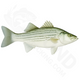 Bulk Hybrid Striped Bass Fingerlings