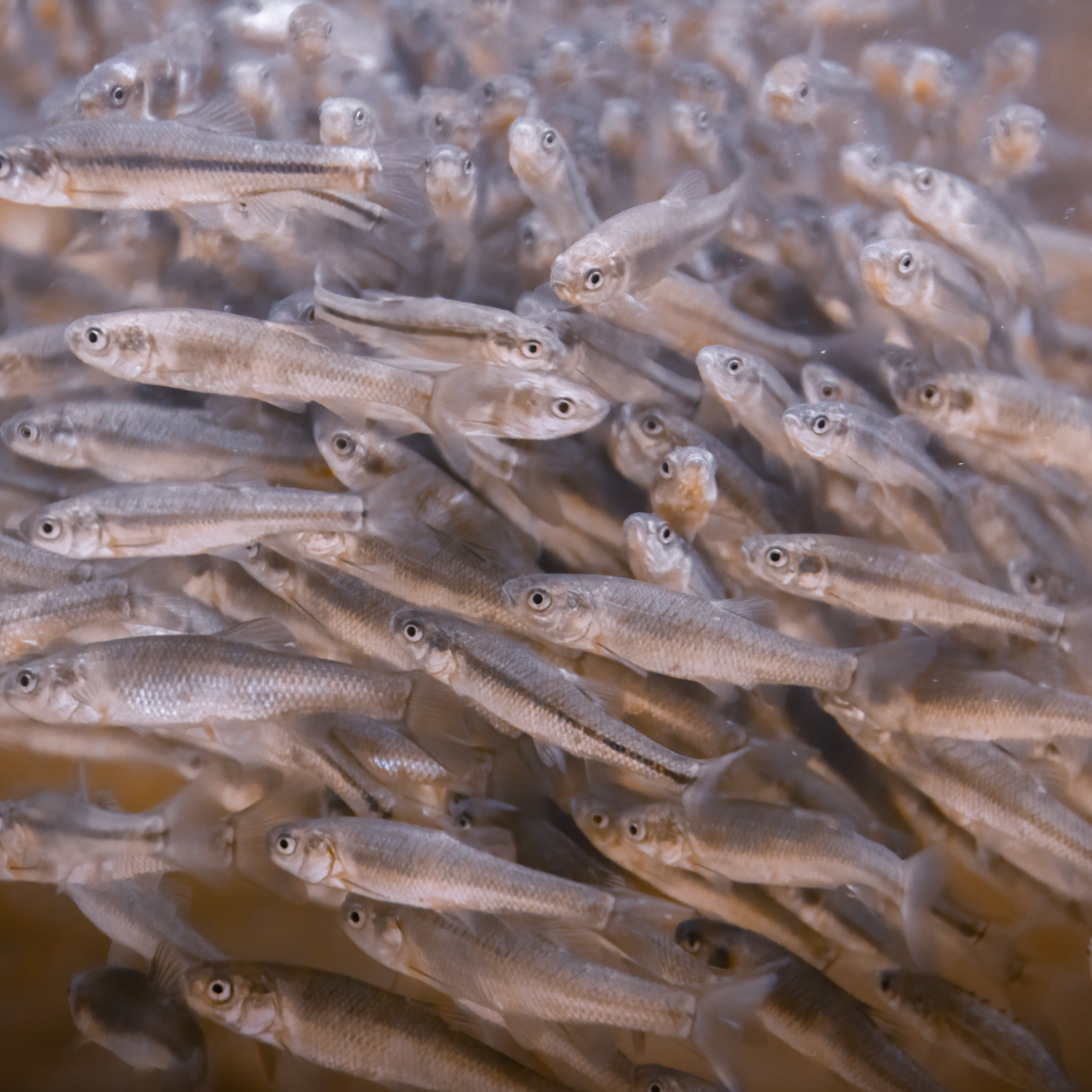 Bulk Fathead Minnows