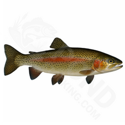 Bulk Rainbow Trout