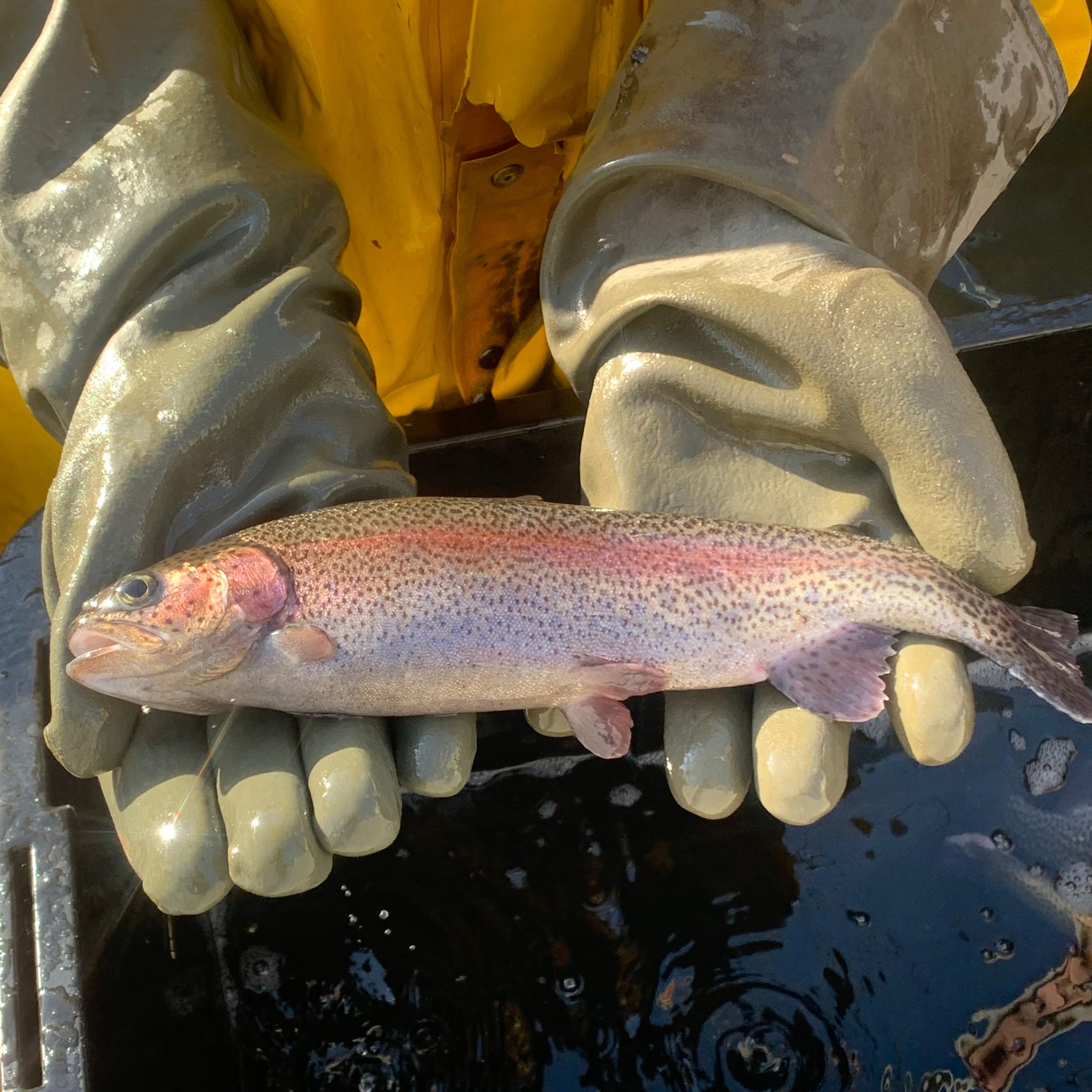 3-5" Rainbow Trout