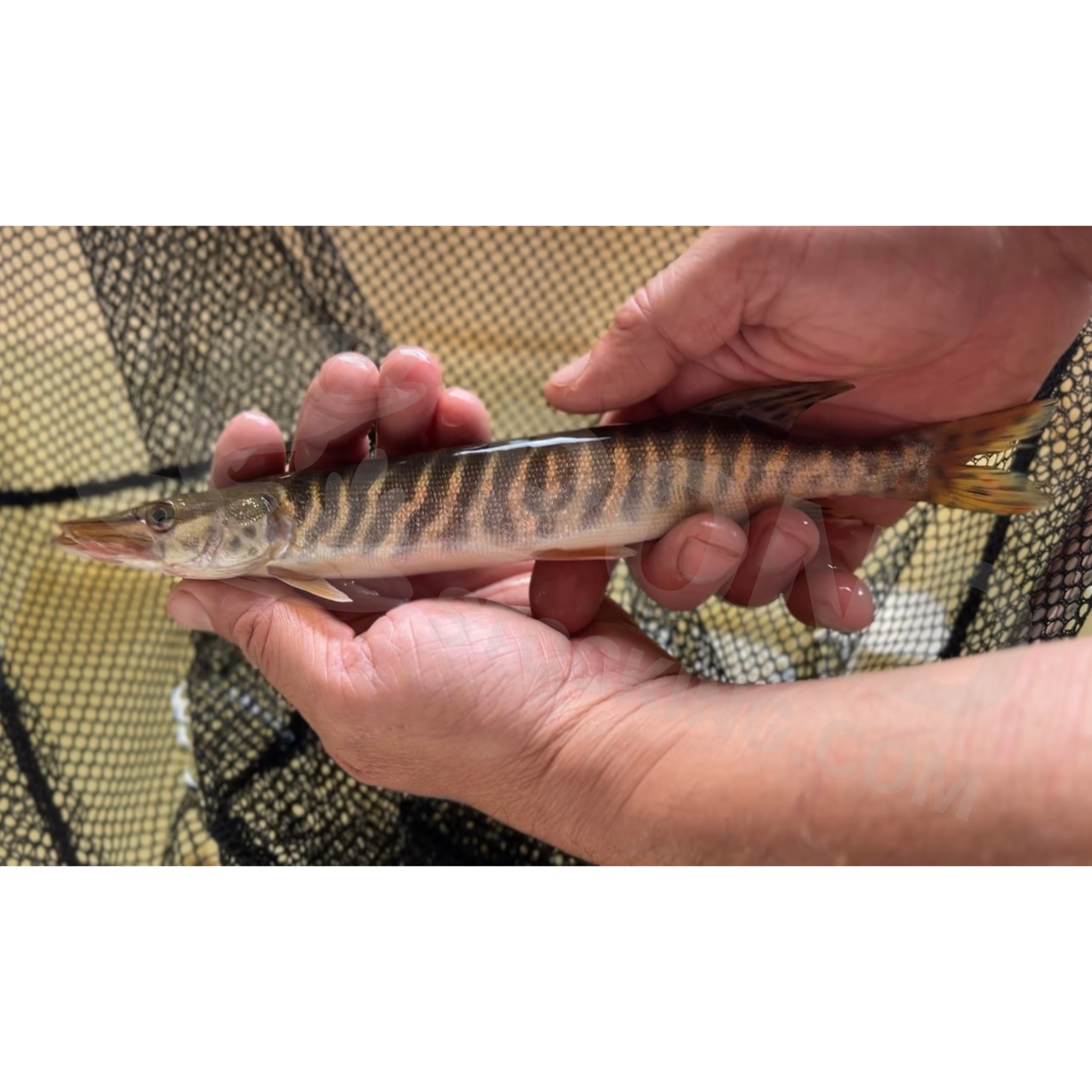 12-14" Tiger Muskie