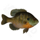 Bulk Bluegill