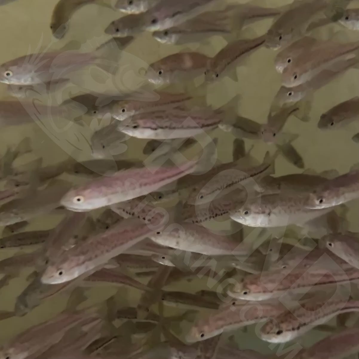 40x 3-5" Largemouth Bass