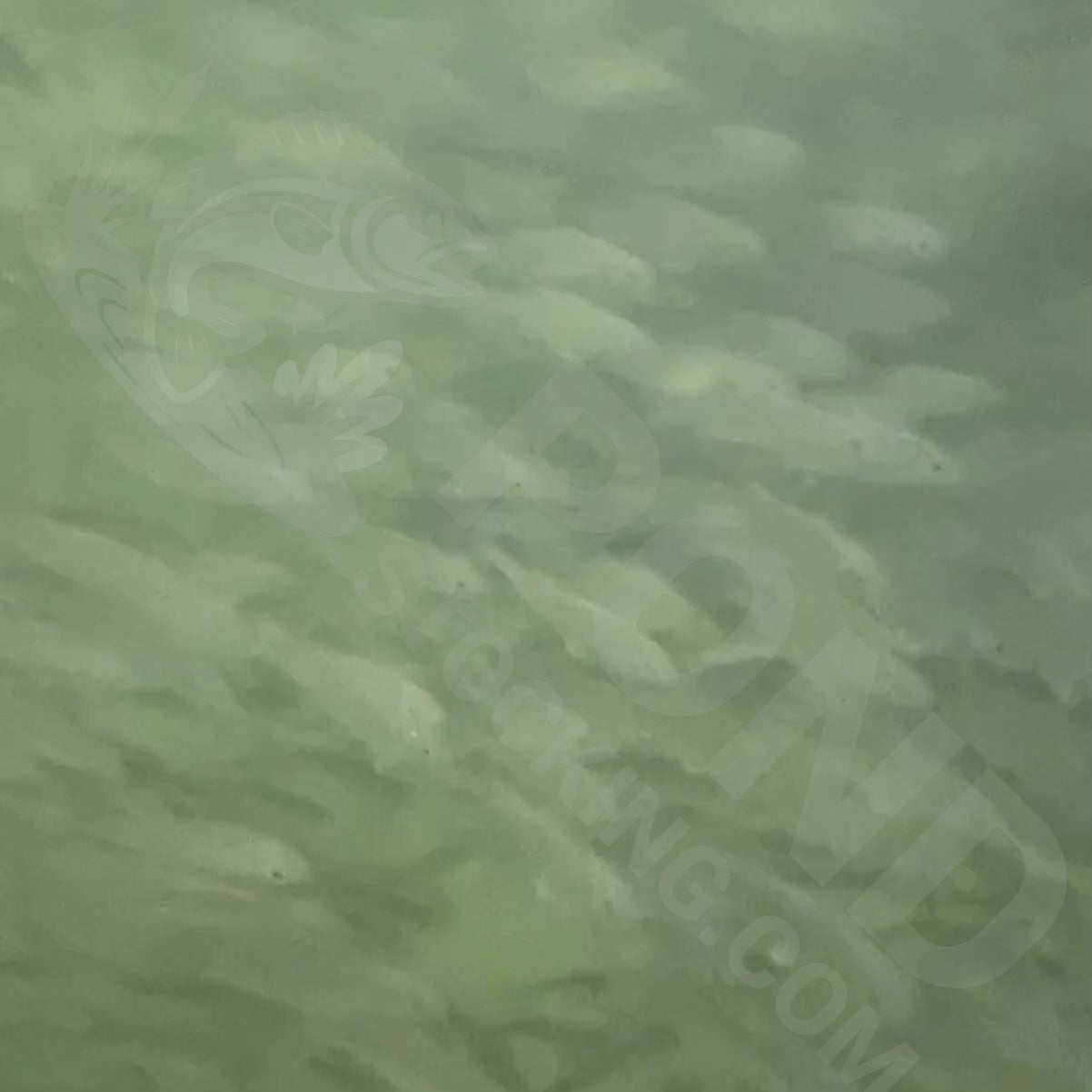 40x 3-5" Hybrid Striped Bass